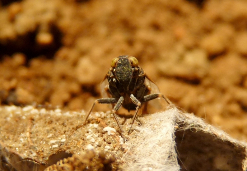 Ospiti delle formiche Myrmica: Cixiidae Reptalus sp.